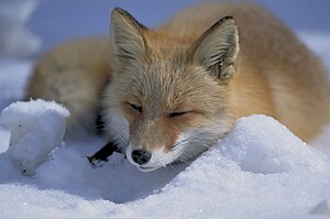 Image:Vulpes vulpes laying in snow.jpg