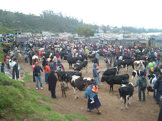 Saturday animal market in Otavalo.