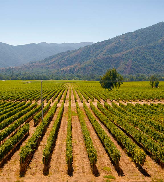 Rows of grapes at a vineyard in the Colchagua Valley wine producing region of Chile.